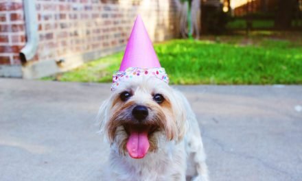 5 Epic Ideas to Throw The Perfect Birthday Party For Your Pup