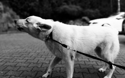 9 Myths About Dog Aggression