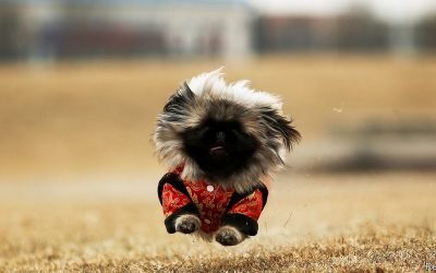 Once denounced as bourgeois vanity, pets are big business in China