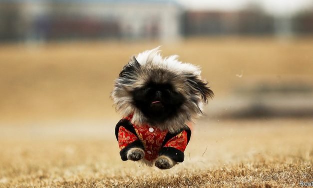 Once denounced as bourgeois vanity, pets are big business in China