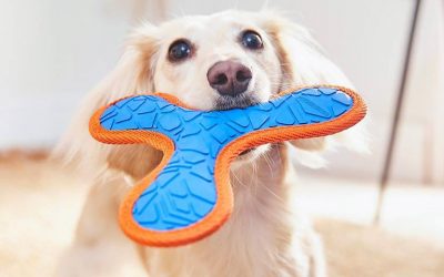 I use Chewy to regularly save up to 10% on pet supplies &mdash; it's even known to send personalized pet portraits as a surprise