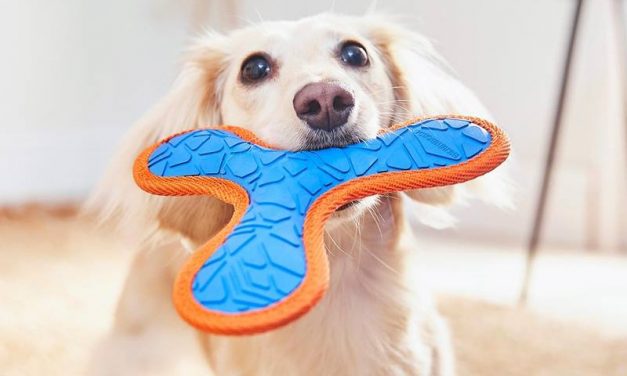 I use Chewy to regularly save up to 10% on pet supplies &mdash; it's even known to send personalized pet portraits as a surprise