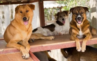 The Gift of Adopted Dog