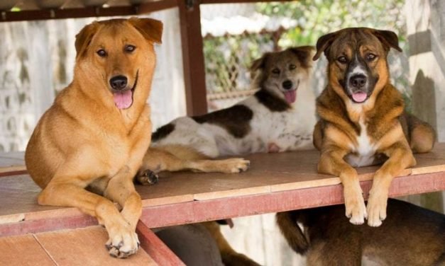 The Gift of Adopted Dog