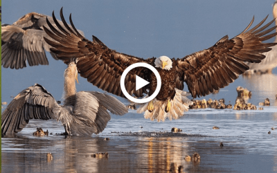 #birds #nature #bird #photography #birdsofinstagram #art #animals #naturephotography #love #photooftheday #sky #wildlife #instagram
