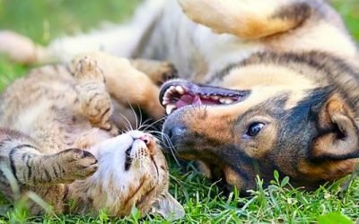 Losing a Pet Can Be Just as Hard as Losing a Loved One