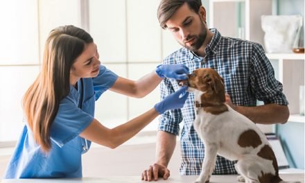 Bad Dog Breath — 8 Home Remedies