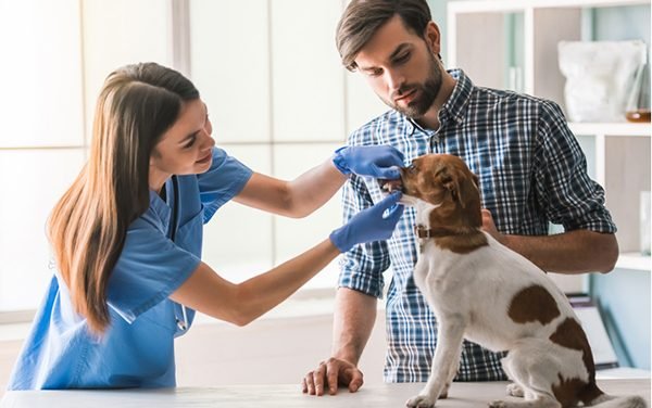Bad Dog Breath &mdash; 8 Home Remedies