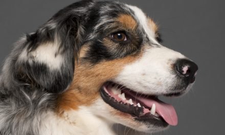Do Dogs Smile? 5 Dog Mouth Questions Answered!