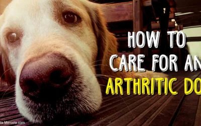 Engulfs Your Dog Slowly, Know the Signs to Fight Back