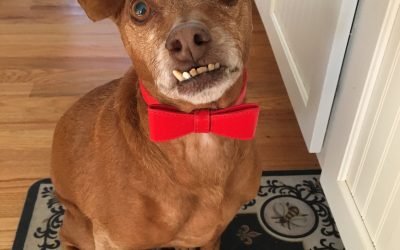 Dug Up at Dogster: 10 New Dog Dental Teeth Cleaning Products