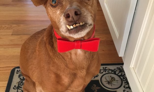 Dug Up at Dogster: 10 New Dog Dental Teeth Cleaning Products