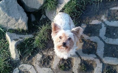 Warning For Small Dog Owners After Bird Of Prey Attacks Pup