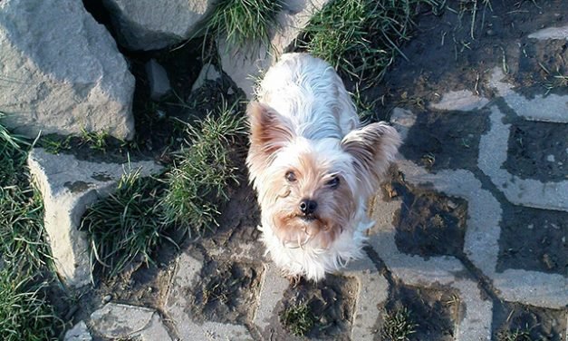 Warning For Small Dog Owners After Bird Of Prey Attacks Pup