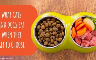 Eye-Opening Study Confirms the Healthiest Pet Food