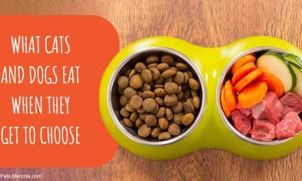 Eye-Opening Study Confirms the Healthiest Pet Food