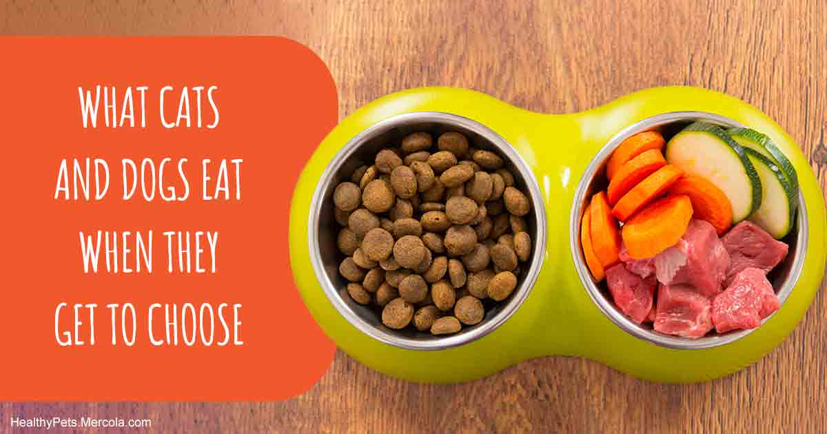 Eye-Opening Study Confirms the Healthiest Pet Food