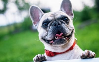 Can Dogs Eat Tomatoes?
