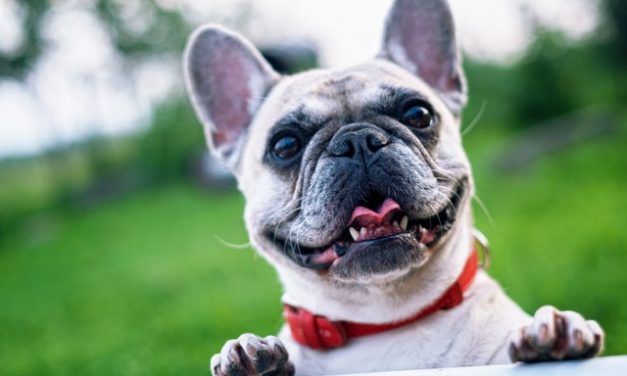 Can Dogs Eat Tomatoes?