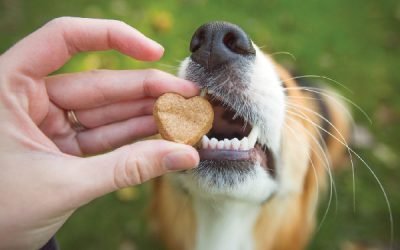 Decoding Dog Food Lingo