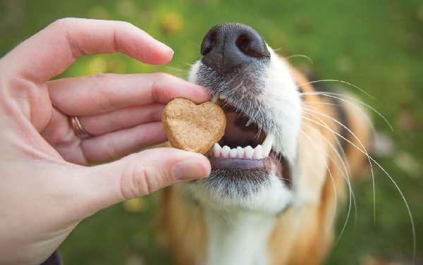 Decoding Dog Food Lingo