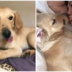 Hero Puppy Takes Rattlesnake Bite To Protect His Mom