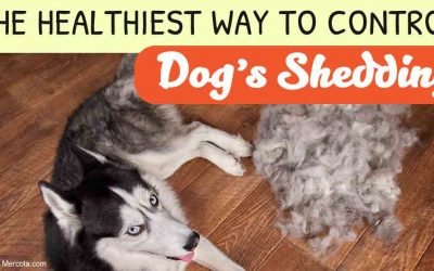 Bad Advice for Pet Hair, Almost Never Recommended