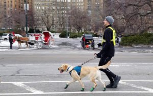 First Blind Man To Complete NYC Half Marathon Finishes Race With The Help Of 3 Guide Dogs