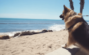 Dog Who Spent His Entire Life In Chains Visits The Ocean For The First Time