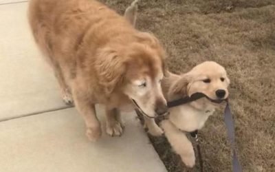Blind Senior Dog’s Life Changes Thanks To A Special Helper