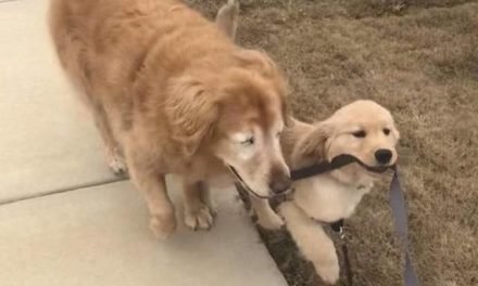 Blind Senior Dog’s Life Changes Thanks To A Special Helper