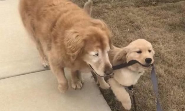 Blind Senior Dog&rsquo;s Life Changes Thanks To A Special Helper