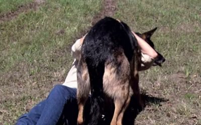 Stray Dog Pulls Woman Out Of Wrecked Car And Drags Her To Safety
