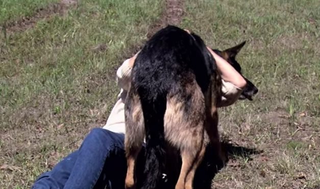 Stray Dog Pulls Woman Out Of Wrecked Car And Drags Her To Safety