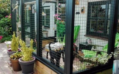 A beautiful catio for indoor cats.