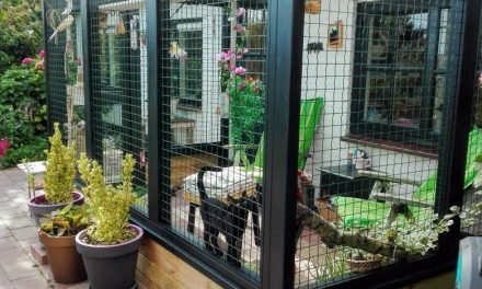 A beautiful catio for indoor cats.