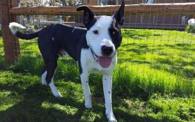 We really can't figure out why this amazing little guy, Scout, isn't adopted yet.  He is very sweet and loving, loves loves loves kiddos