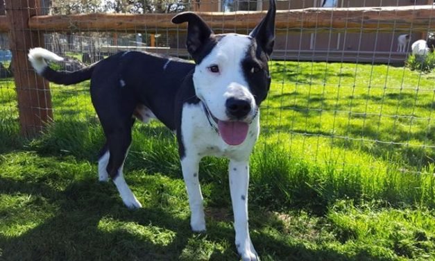 We really can't figure out why this amazing little guy, Scout, isn't adopted yet.  He is very sweet and loving, loves loves loves kiddos