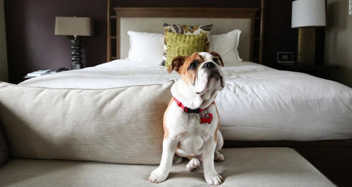 Pet-friendly hotels roll out the red carpet for your favorite traveling companion