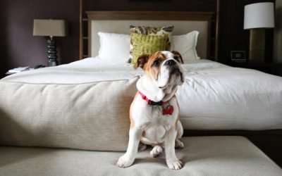 Pet-friendly hotels roll out the red carpet for your favorite traveling companion
