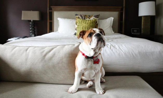 Pet-friendly hotels roll out the red carpet for your favorite traveling companion