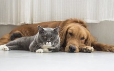 7 ways to be a sustainable and eco-friendly pet owner