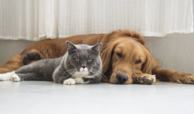 7 ways to be a sustainable and eco-friendly pet owner