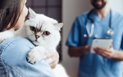 Pets and owners—you can learn a lot about one by studying the other