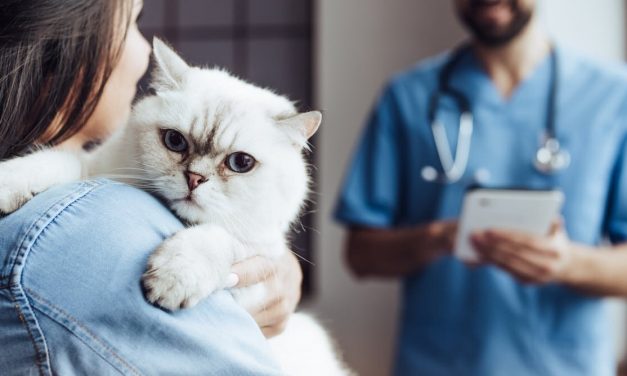 Pets and owners&mdash;you can learn a lot about one by studying the other