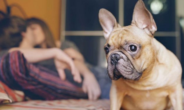 How to Keep Your Pet From Ruining Your Sex Life