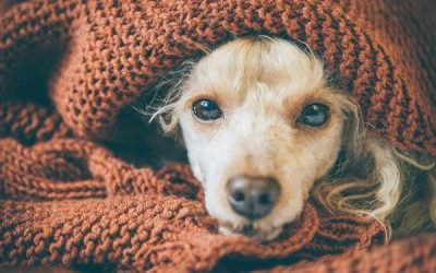 My Dog Ate Ibuprofen: Now What?