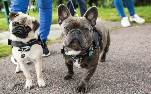 5 Dog-Walking Problems & Solutions