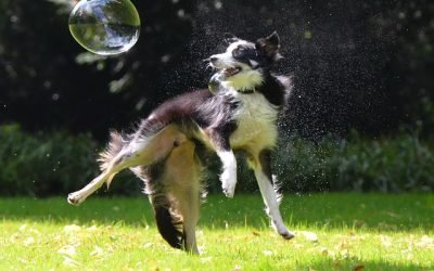 7 Simple Ways to Keep Your Dog Healthy
