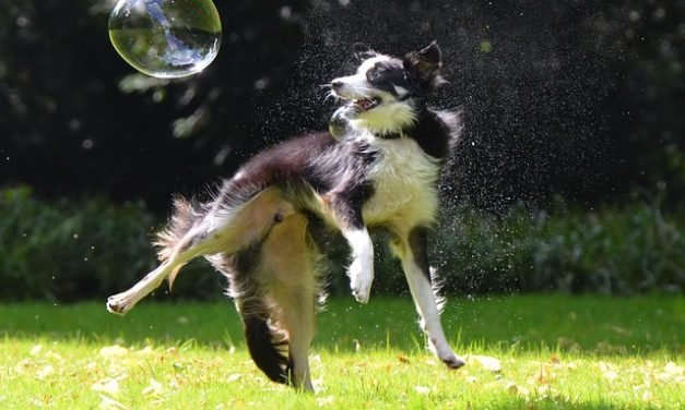 7 Simple Ways to Keep Your Dog Healthy